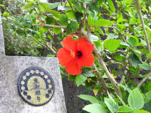 Habiscus, Okinawa's flower