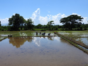  Rice plantation, Sansai Distric, Chiang Mai.